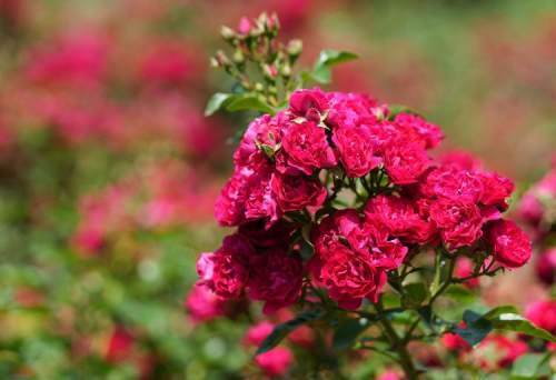 热烈绽放济南数万株地被玫瑰迎来盛花期