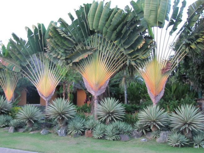 这些芭蕉扇一样的植物叫做扇芭蕉或者更正式一些叫做旅人蕉ravenala