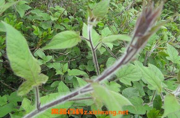 093505来源果蔬百科作者wangxue热度99排风藤是一种野生藤本植物