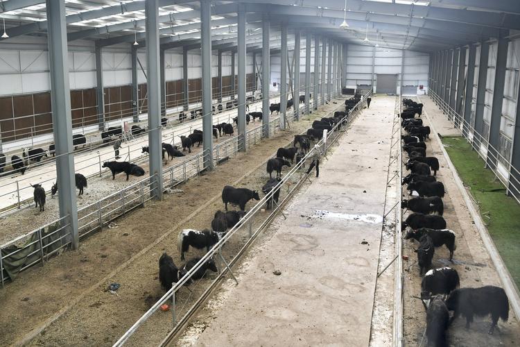 这是7月28日在西藏娘亚牦牛养殖产业发展有限责任公司的标准化养殖场