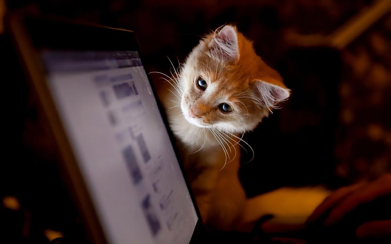 调皮可爱的小猫高清电脑桌面壁纸下载第一辑