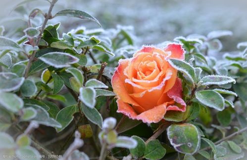 关键词雪地里的玫瑰花