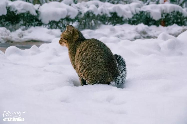 不愧是中华大狸猫在雪地中奔走戏耍一点不怕冷活像一只小老虎上