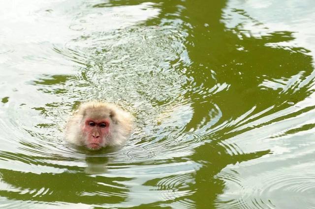水猴子是真实存在的吗专家解释可能是这种动物