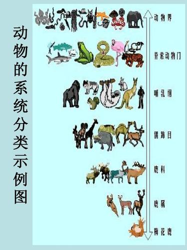 动物的系统分类示例图ppt