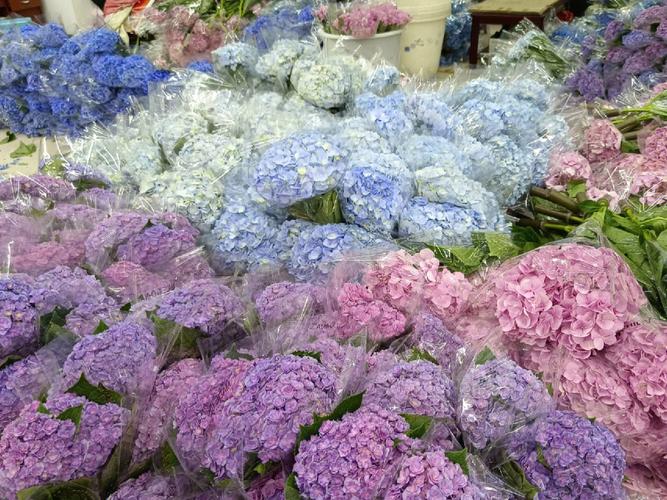 斗南花市真的是鲜花爱好者的天堂