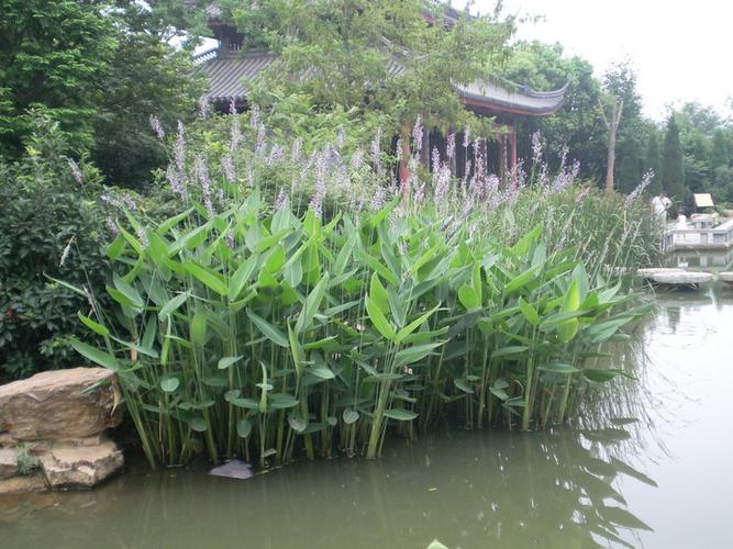 种子水生花卉植物池塘绿化人工湿地挺水植物净化水质花卉再力花100克