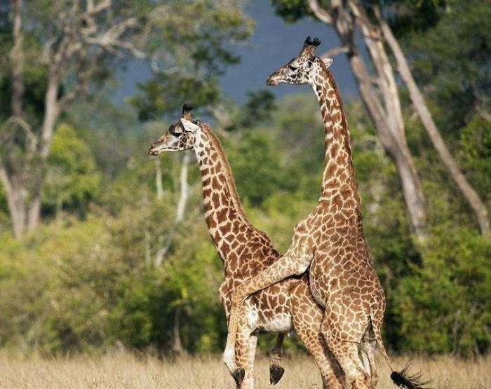 长颈鹿长颈鹿的繁殖方式和很多动物相反它们是一妻多夫制也