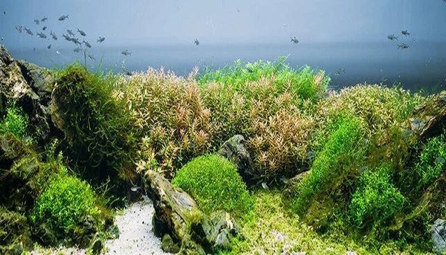 1.硅藻是一类最重要的浮游植物.硅藻分布极其广泛.
