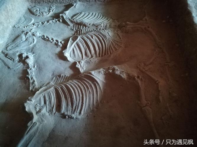 距今约2700年的马坑保存完好马儿尸骨清晰可见排列整齐