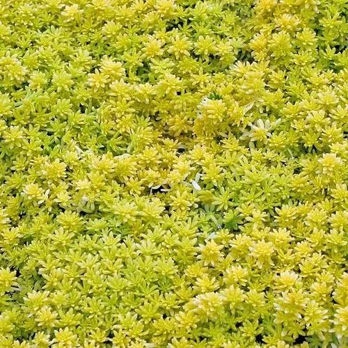 黄金草半日花是一种非常耐寒耐热的植物对环境的适应能力特别好在