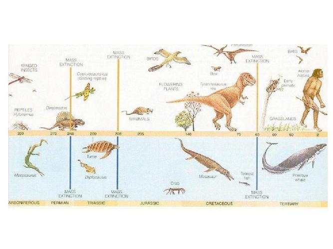 哺乳动物的进化英文