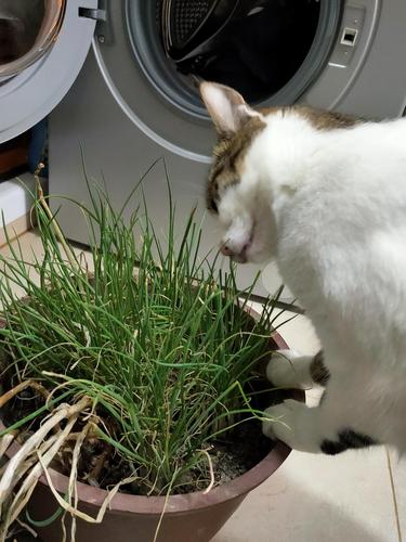 好奇你们的猫猫吃什么草