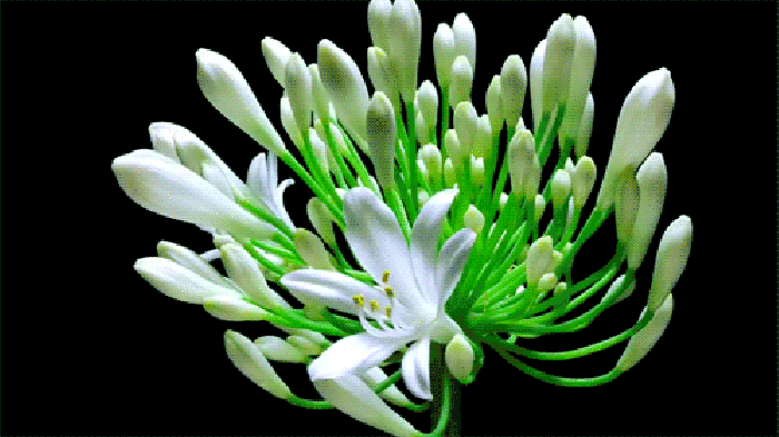 白色花朵盛开瞬间gif动图动态图表情包下载soogif