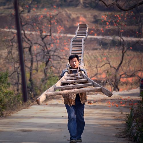 拍摄于山东青州柿子这乡片中人扛的是摘柿的梯子.
