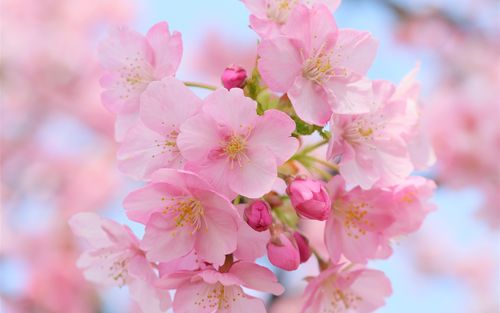 美丽的桃红色樱桃花模糊春天