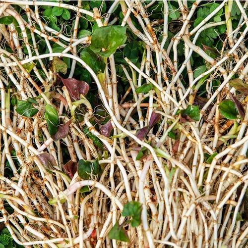 鱼腥草别名折耳根属于三白草科植物主要生长在长江流域以南的各地