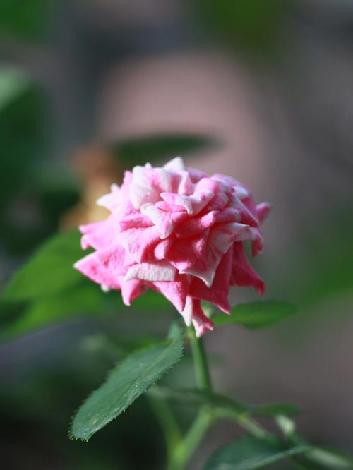 阳台上粉嫩粉嫩的蔷薇花近摄影像