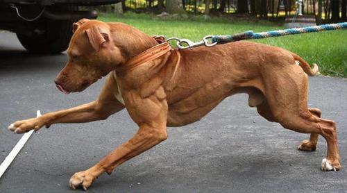 超级肌肉狗真有这种动物健美吧百度贴吧