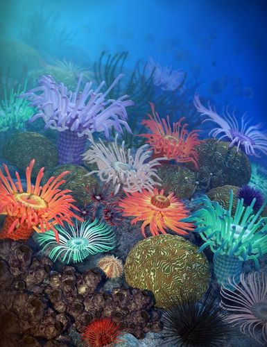 影视级别海底系列之437种海底常见异形植物包括海百合银莲花