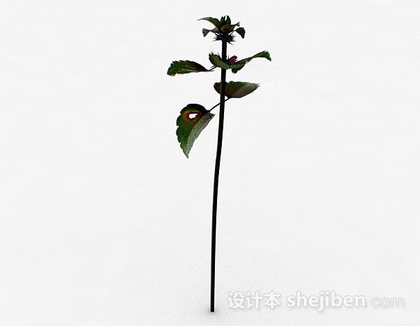 单株绿叶野外植物3d模型下载