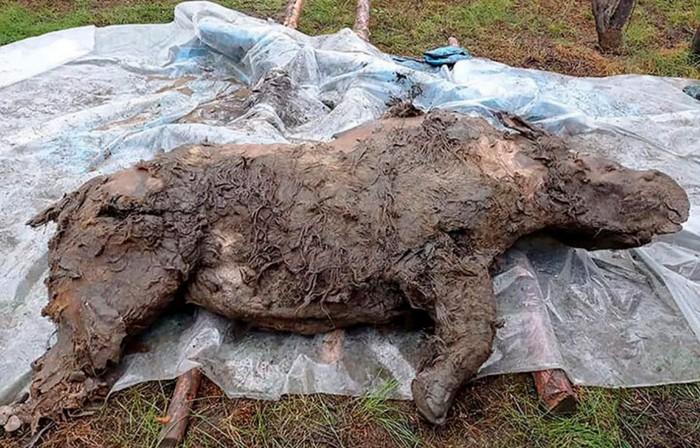 史前动物披毛犀在俄永久冻土层被发现尸体几乎保存完整