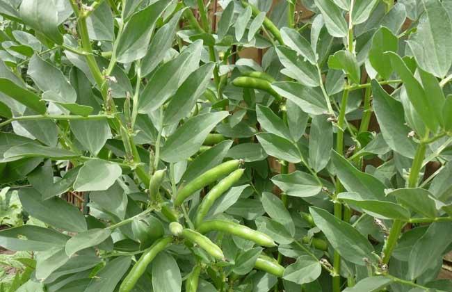 蚕豆种子价格及种植方法