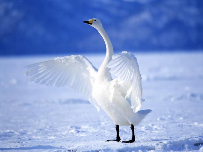 纯洁美丽的白天鹅高清动物套图分享