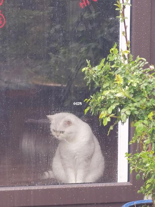小猫咪讨厌下雨天