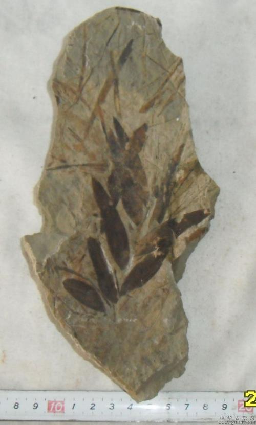 植物枝叶化石植物化石古植物化石古生物化石
