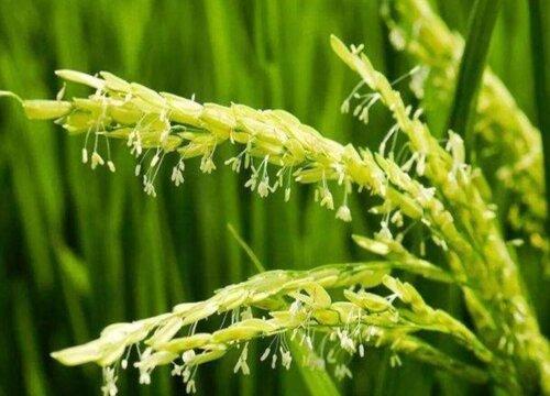 水稻花是单性花吗