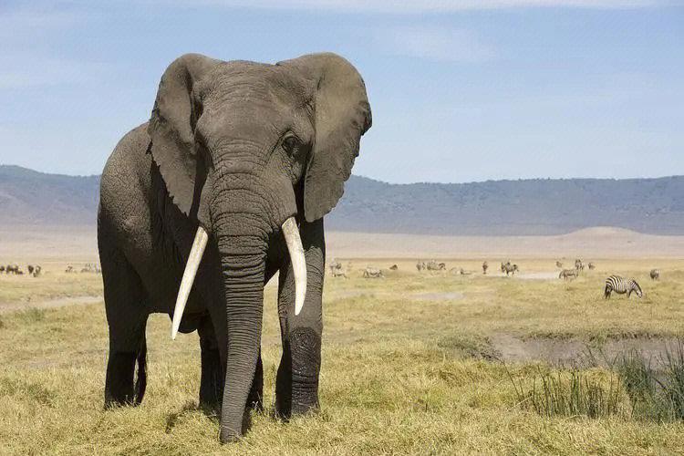 世界上最大的陆地动物非洲大象
