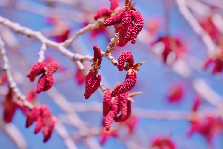 春天白杨树的红色花序原创拍摄