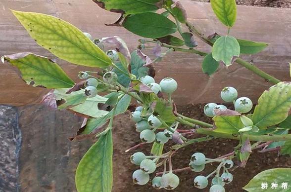蓝莓病虫害防治蓝莓枯焦病如何预防附图片图片耕种帮种植网