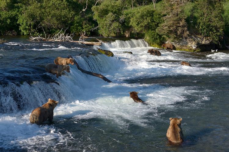 熊棕熊河流瀑布钓鱼动物照片
