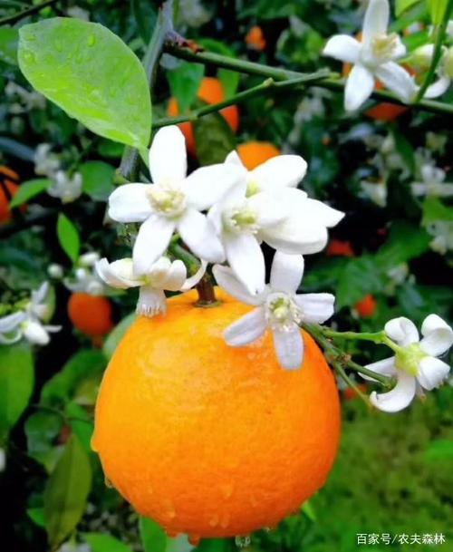 满山的橙子花挂满枝头一朵朵的白花在绿的衬托下格外的醒目白绿相映