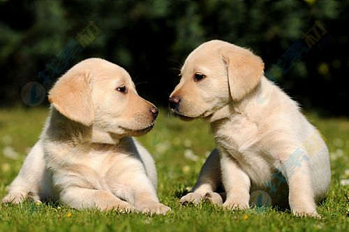 草地上两只相互对视可爱小狗高清图片下载