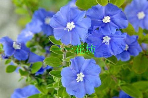 蓝星花盆栽花苗观花四季开花庭院室内植物蓝星时令草本花卉