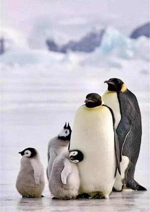 企鹅全家福
