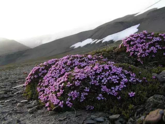 生长在北极的植物有多强还有如此美丽的花