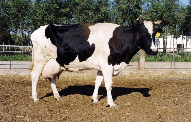 p黑白花牛是体型最大分布最广产奶量最高的奶牛品种.