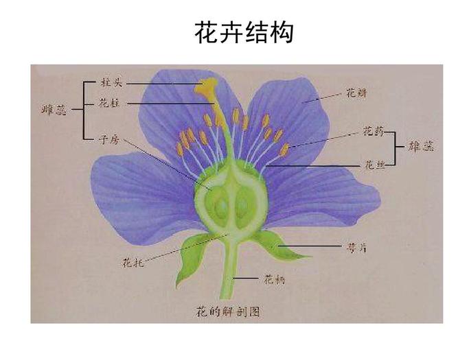 花卉结构