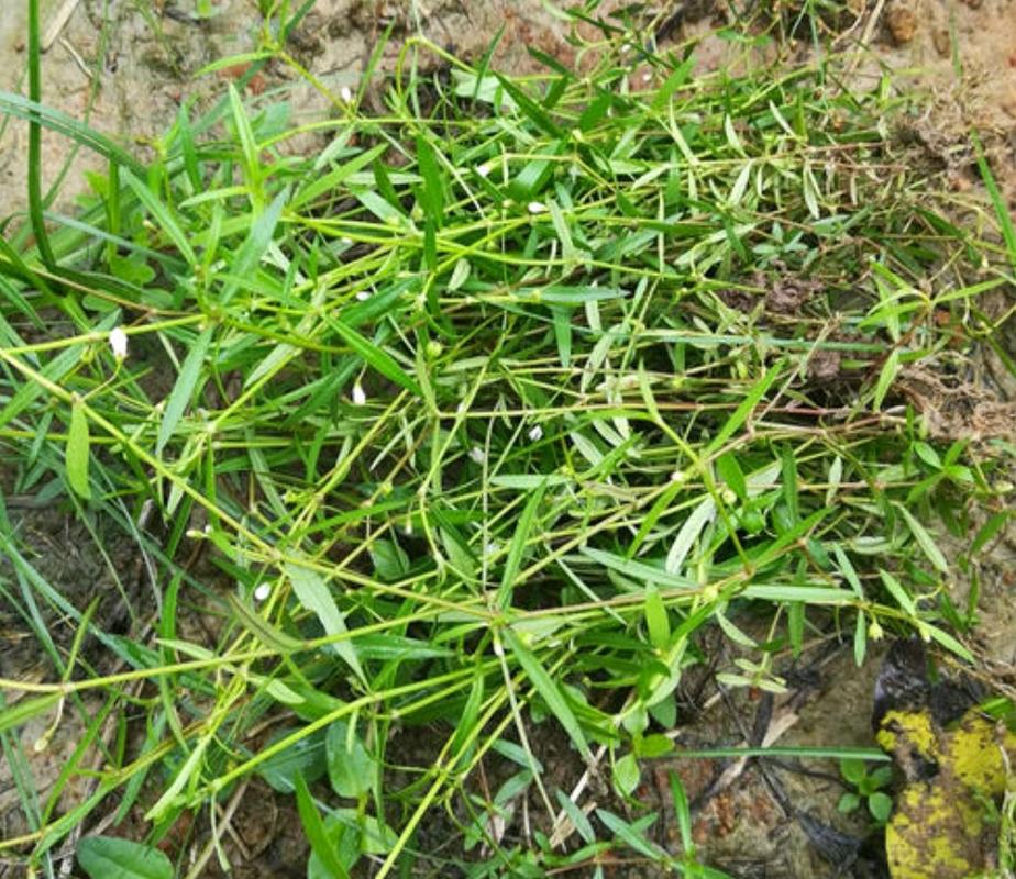 农村有一种叫做蛇舌草的野草它有什么价值呢