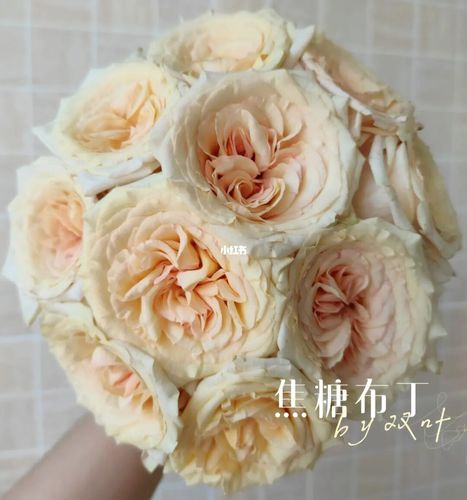 单头玫瑰95焦糖布丁焦糖布丁鲜花鲜花分享家居家装家居装饰