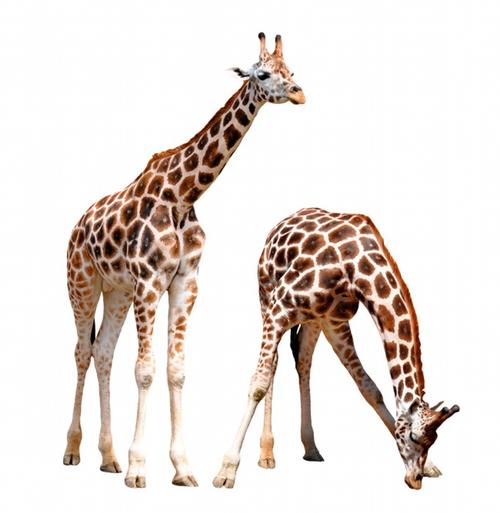 关键词长颈鹿野生动物珍贵动物稀有动物非洲动物食草动物