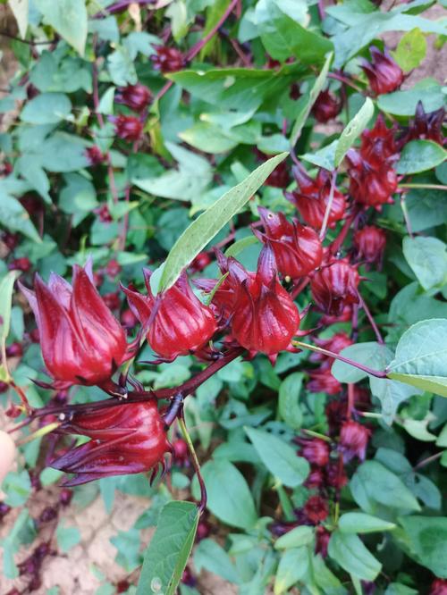 家里种的洛神花开花了简直太美啦美得像仙女下凡不愧是植物界的红