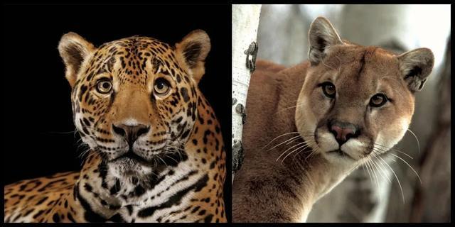 之间的对决其中美洲狮和美洲豹分别是美洲第二和第一大的猫科动物