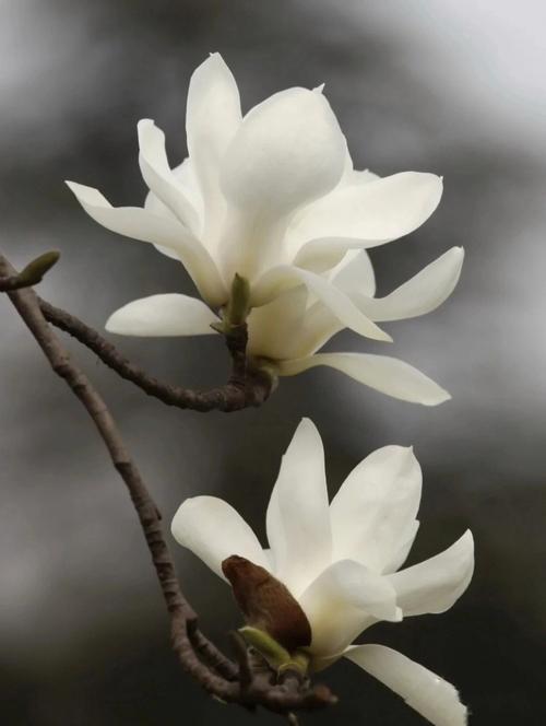 分享好看的木兰花玉兰花花朵图片