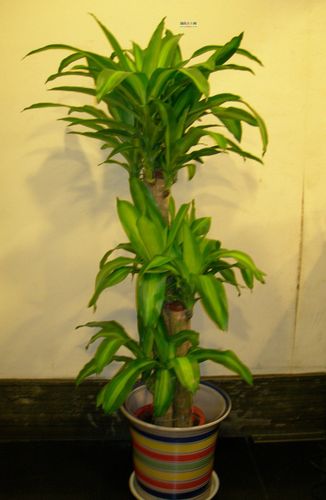 巴西木植物