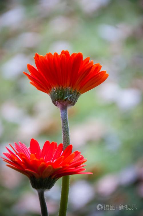 两个漂亮的红色非洲菊和绒毛在茎上的选择性焦点